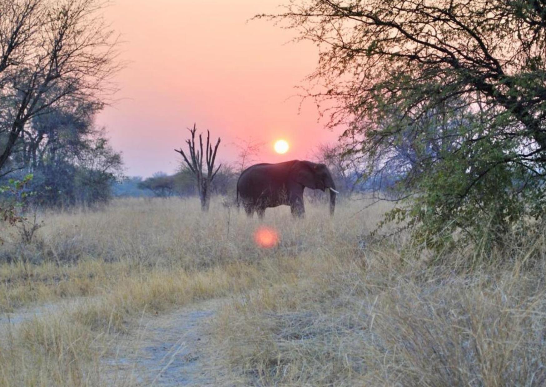 Phazama Farm Villa Maun Buitenkant foto